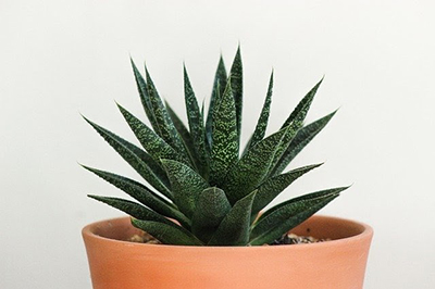 Izbová rastlina - aloe vera Izbová rastlina - aloe vera