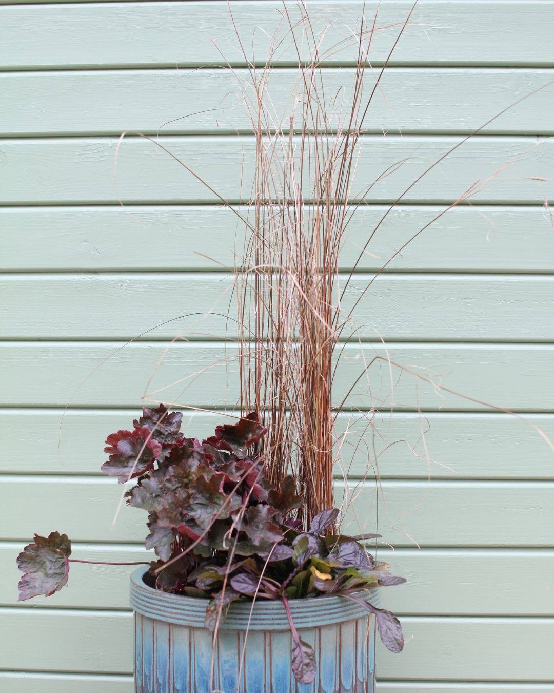 heuchera a ostrica v kvetinaci v zime