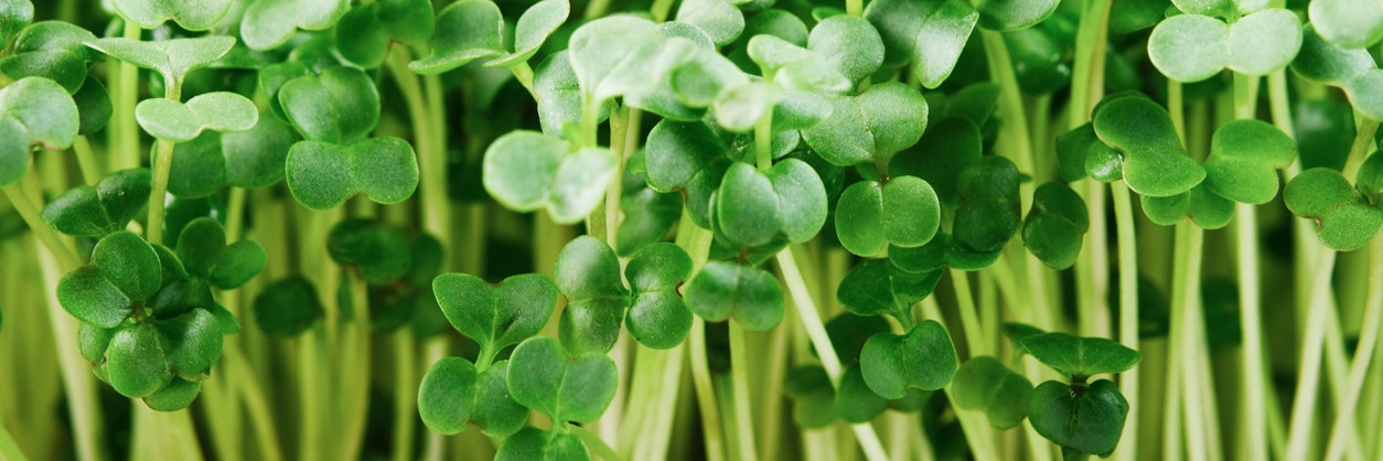 semená microgreens semená microgreens