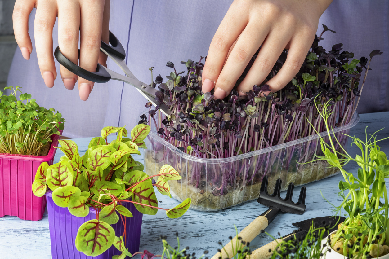 zber microgreens zber microgreens