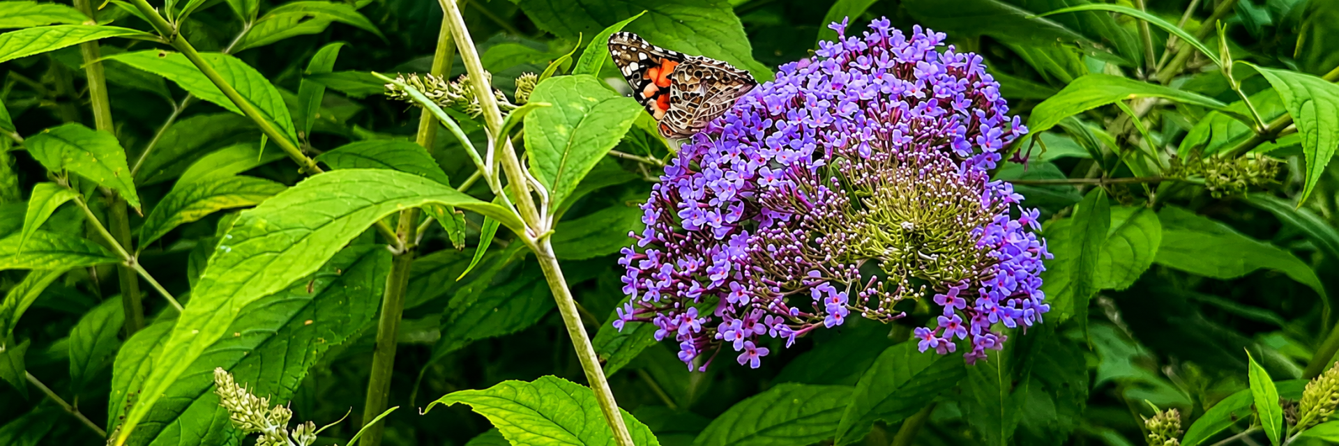 budleja-a-motyl.png budleja-a-motyl.png